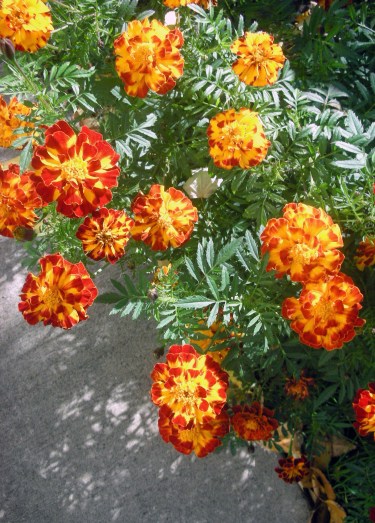 marigolds